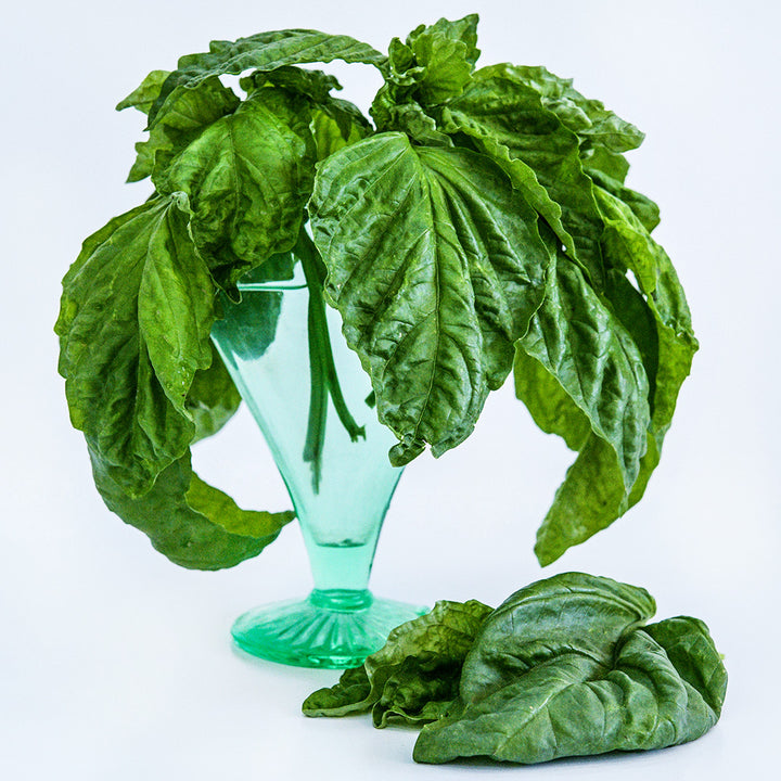 Lettuce Leaf Basil in a green vase with leaves on a white background.