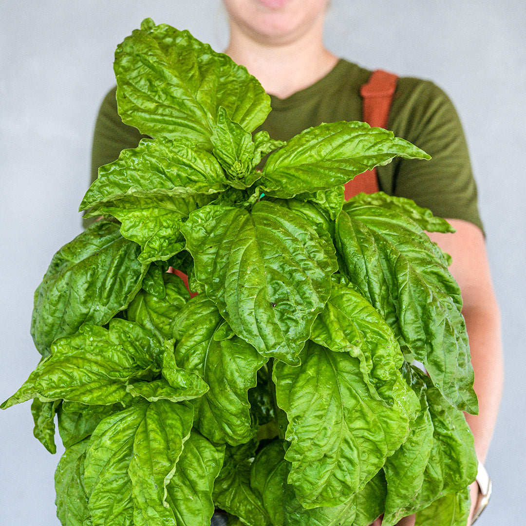 A Baker Creek manager holding a giant bouquet of Lettuce Leaf Basil.