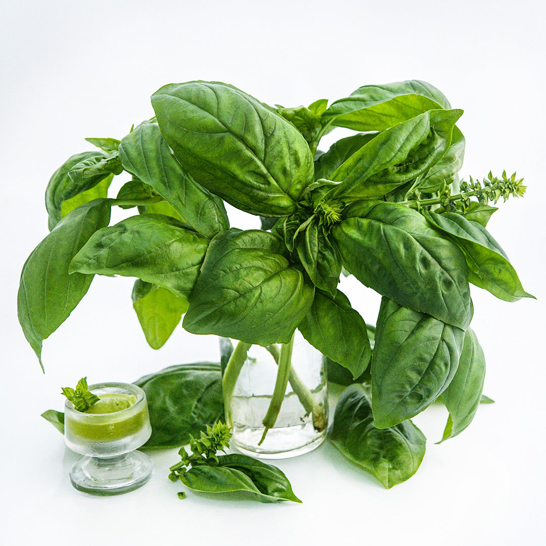 Mammolo Basil in an arrangement with a bowl of basil sorbet on a white background.