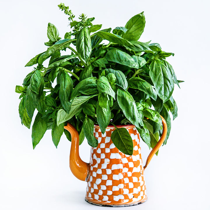 An arrangement of Mammolo Basil in an orange and white pitcher on a white background.