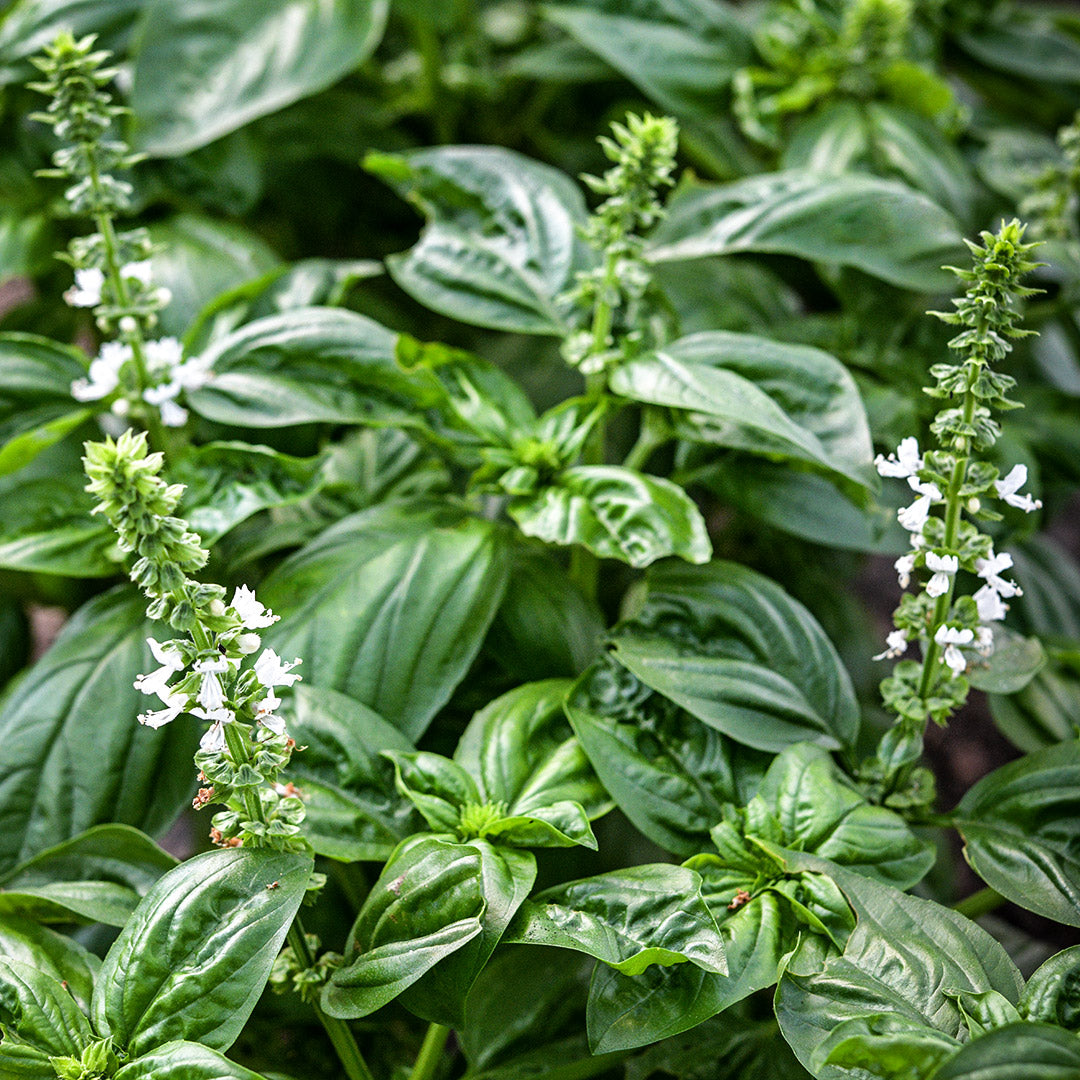 Mammolo Basil growing in the gardens at Baker Creek.