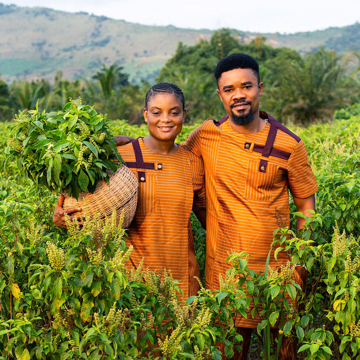 Baker Creek seed growers holding a basket full of African Nunum Basil in a basil field in Ghana.