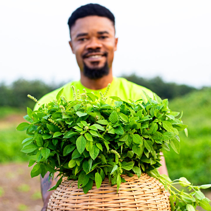 Baker Creek Seed grower Solomon proudly shows off a basket of Akoko Mesa Basil in Ghana.
