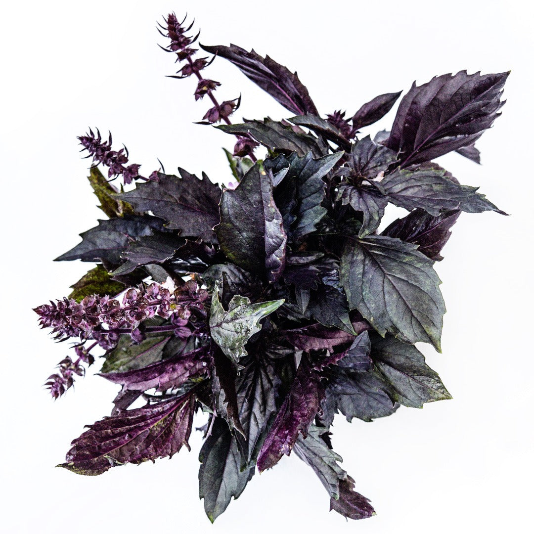 A bouquet of Persian Basil on a white background.