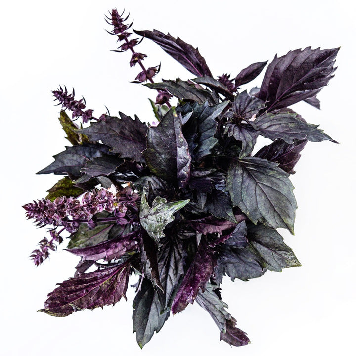 A bouquet of Persian Basil on a white background.
