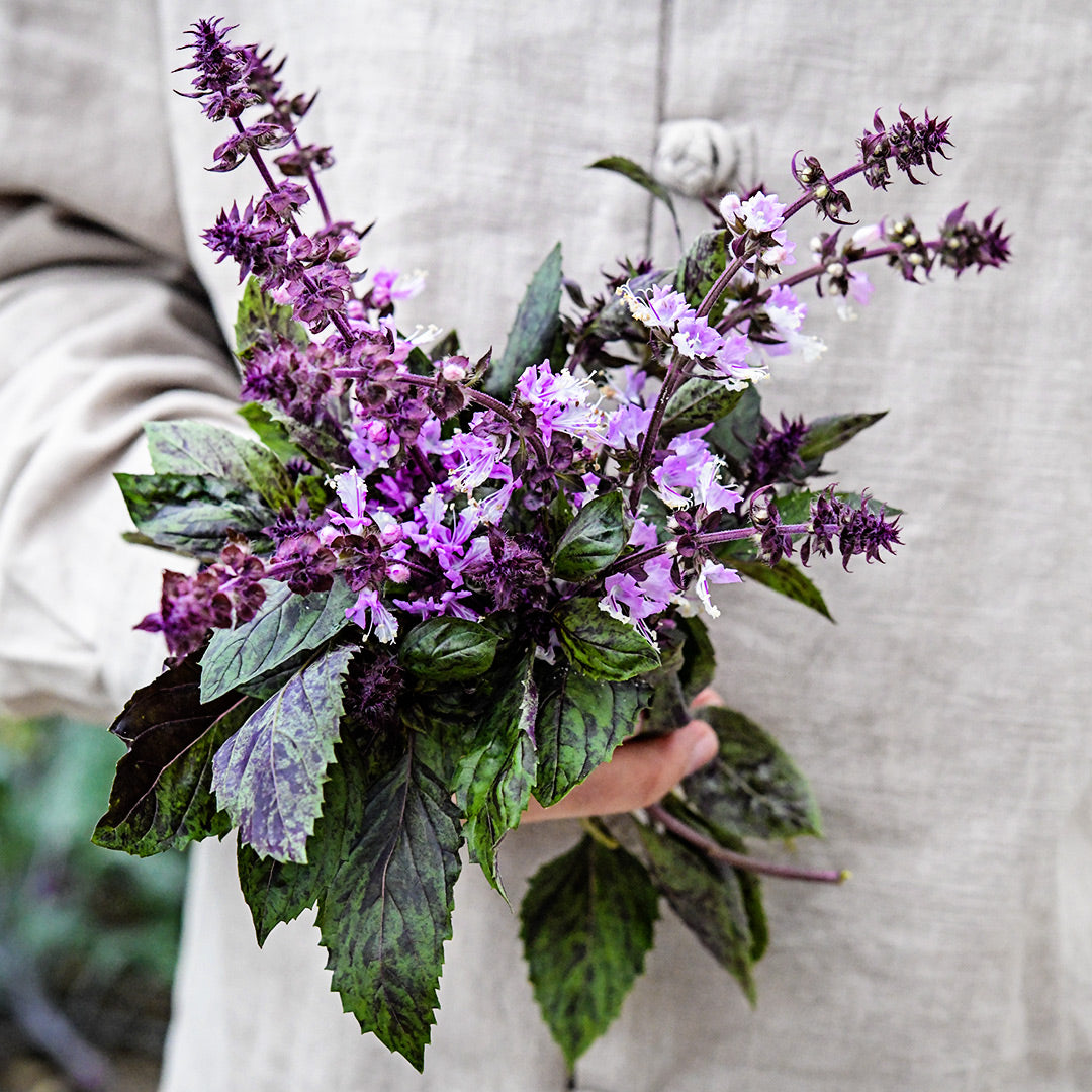 A gardener holding a posy of Persian Basil blooms in a greenhouse at Baker Creek.