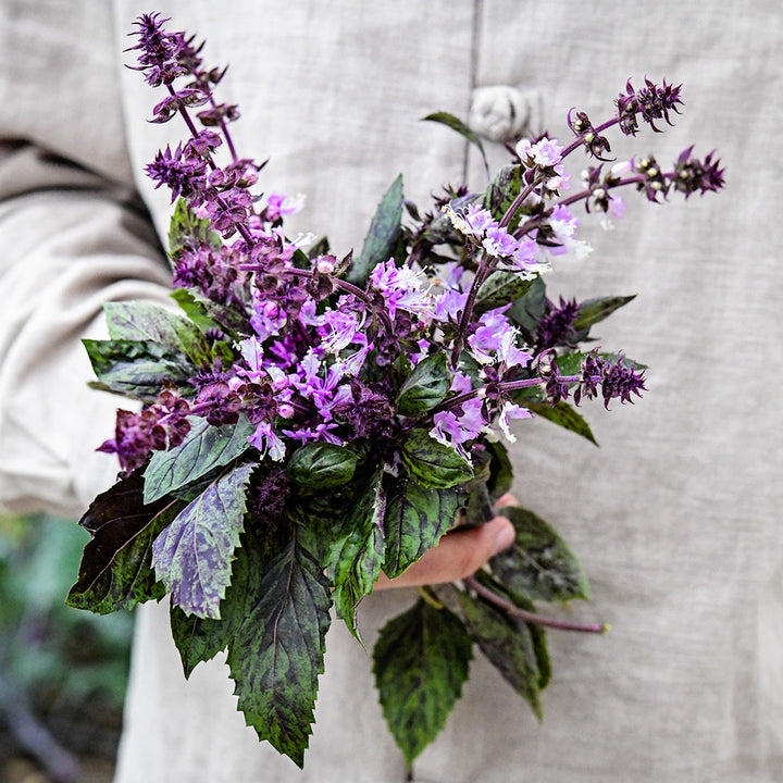 A gardener holding a posy of Persian Basil blooms in a greenhouse at Baker Creek.