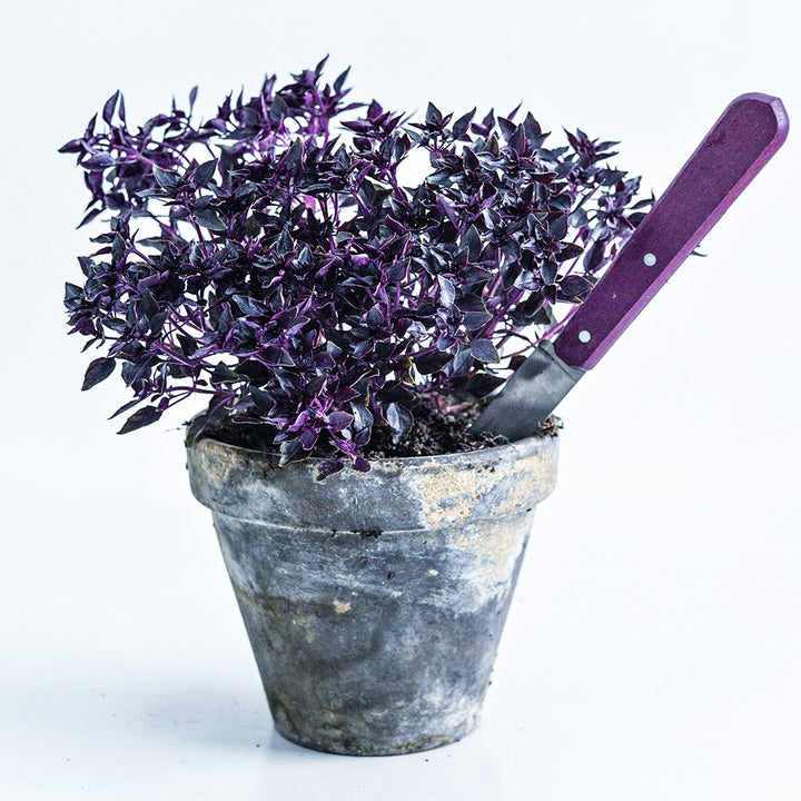 A pot full of Purple Ball Basil with a purple handled knife on a white background.