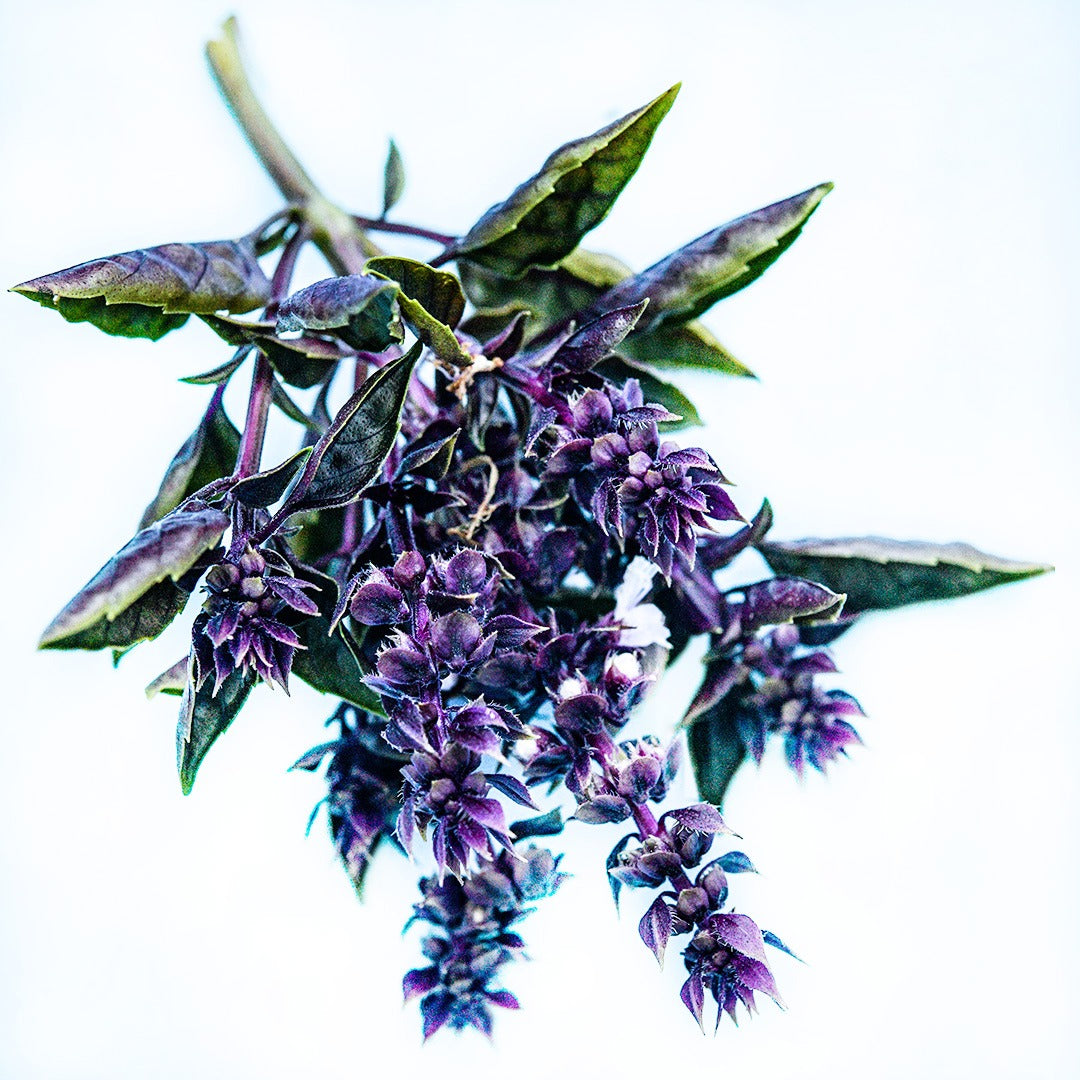 A close-up macro view of a stem of purple Ball Basil on a white background.