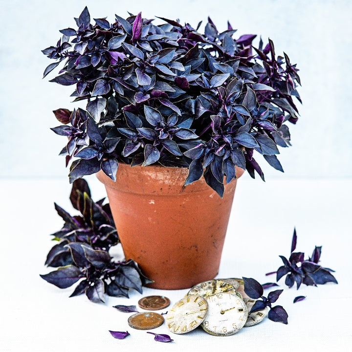Purple Ball Basil in a terra cotta pot with coins and watch faces on light background.