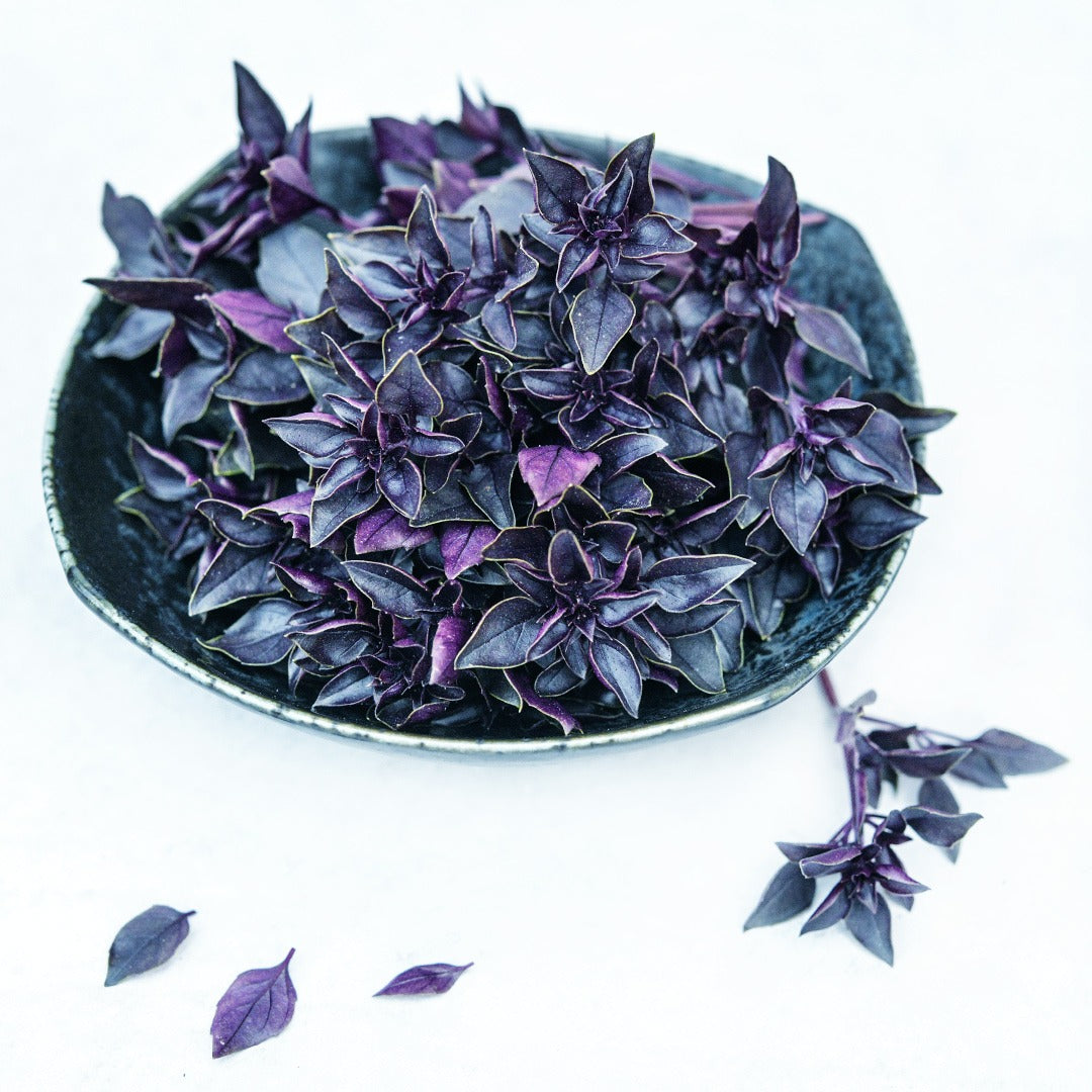 A bowl of Purple Ball Basil on a white background.