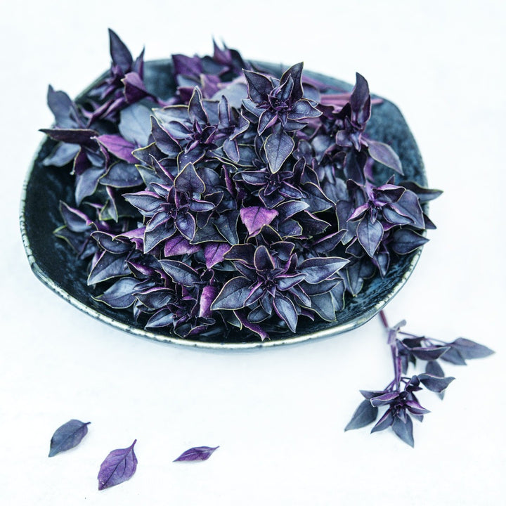 A bowl of Purple Ball Basil on a white background.