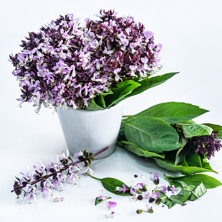 An arrangement of Siam Queen Thai Basil with leaves and flowers on a white background.