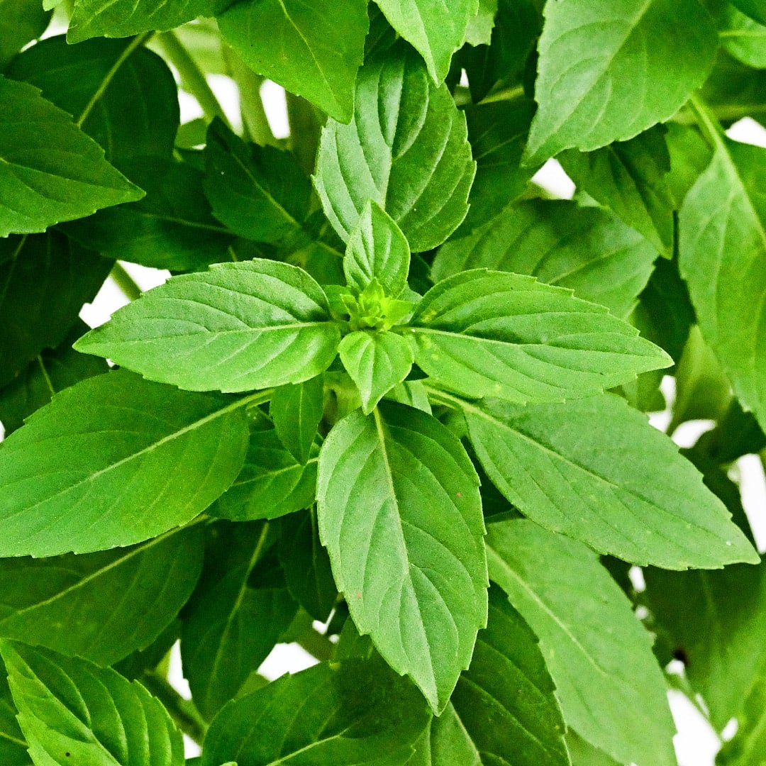 A close-up view of Spice Boys Globe Basil leaves on the plant.