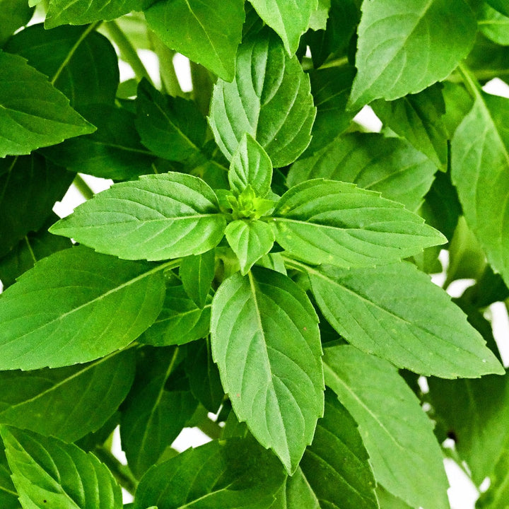 A close-up view of Spice Boys Globe Basil leaves on the plant.