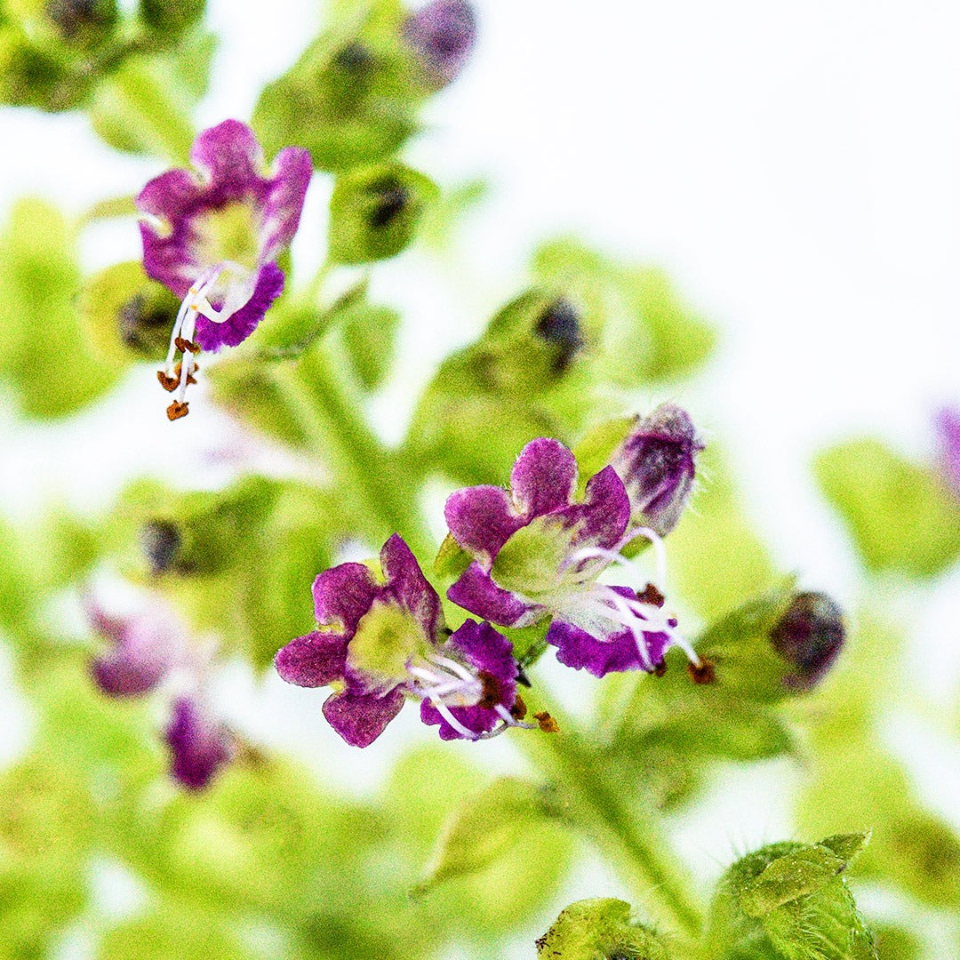 A macro close-up of tiny Thai Holy Kaprao Basil flowers on white.