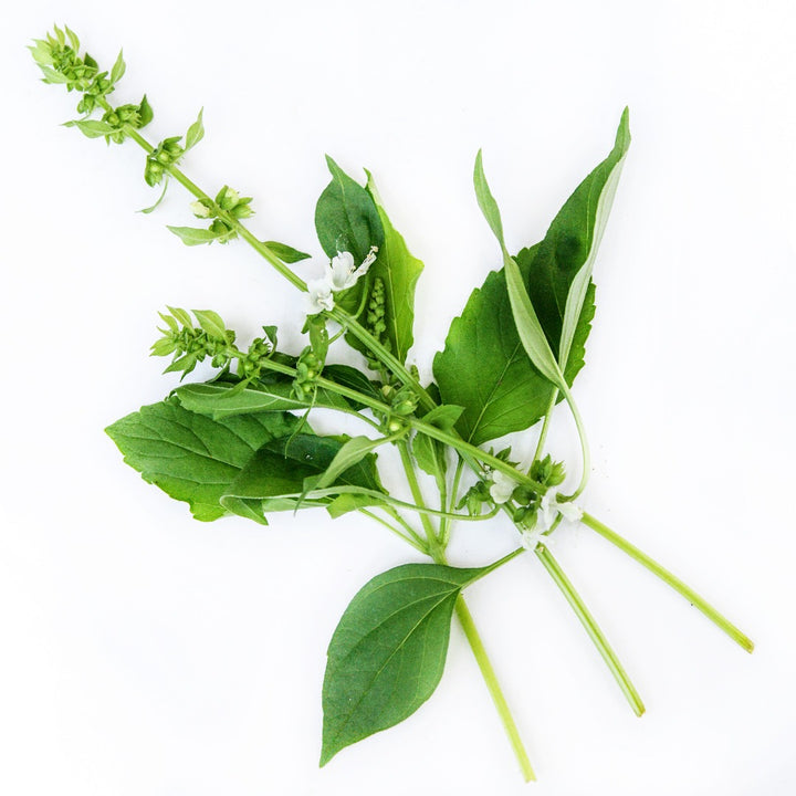Thai Holy Kaprao Basil arranged on a white background.