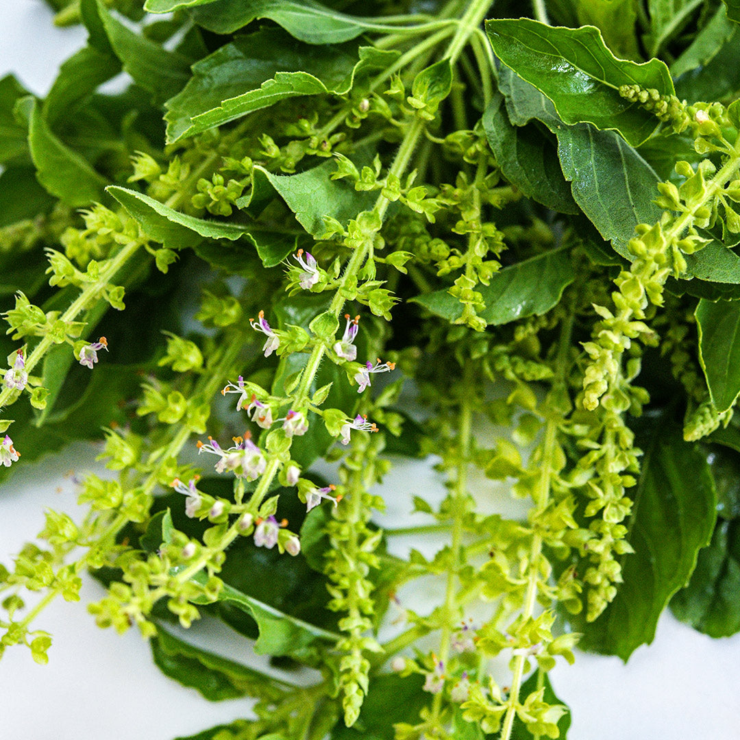 A close-up macro view showing the flowers and leaves of Thai Holy Kaprao Basil.