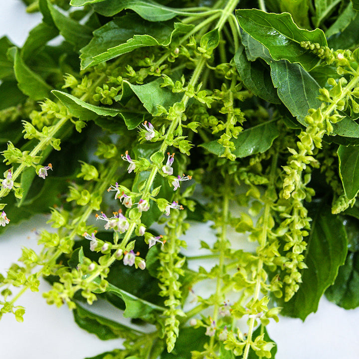 A close-up macro view showing the flowers and leaves of Thai Holy Kaprao Basil.