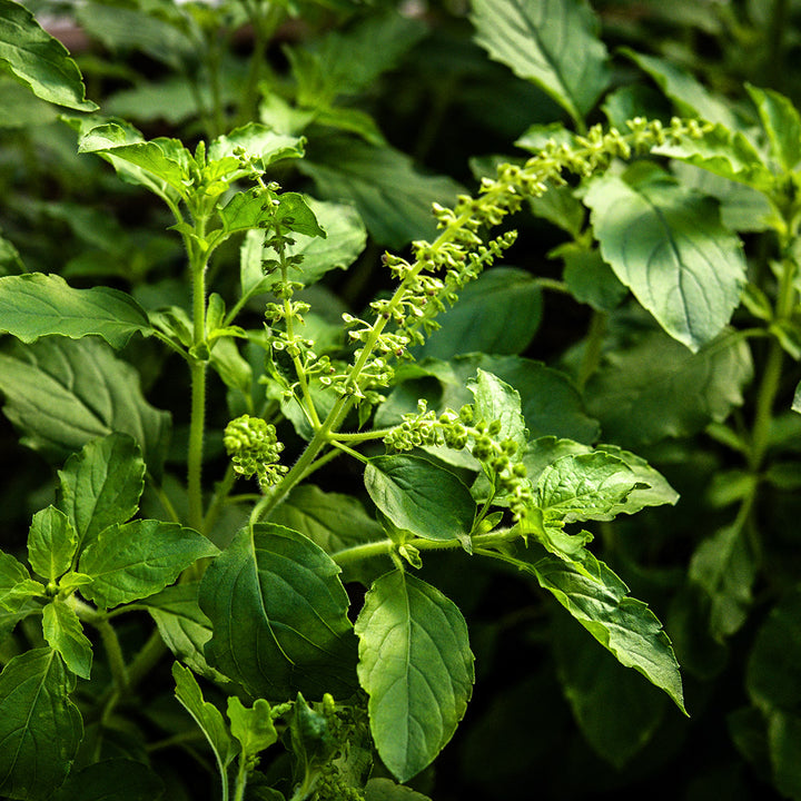 A close-up view of Thai Holy Kaprao Basil in the garden at Baker Creek.
