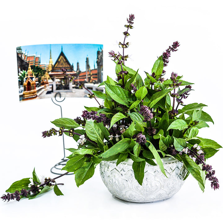 Thai Sweet Basil in a metal Thai bowl and a postcard from Thailand on a white background.