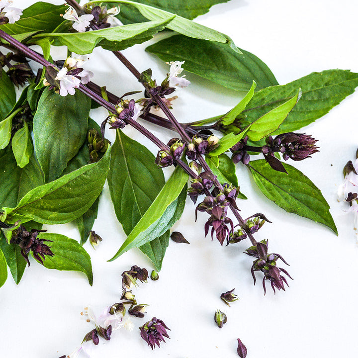 A macro close-up view of Thai Sweet Basil on a white background.