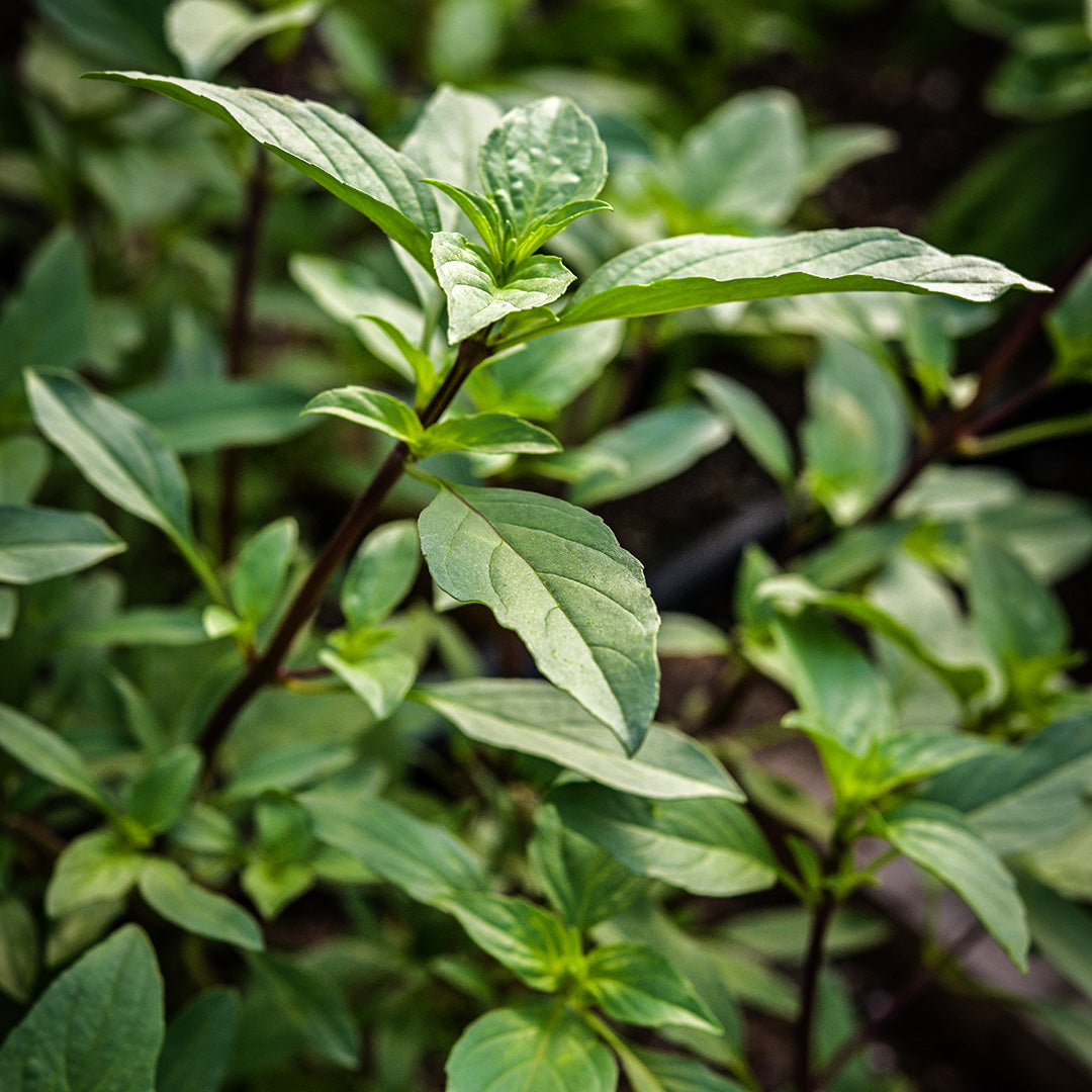 Young Thai Sweet Basil plants growing in the greenhouse at Baker Creek.