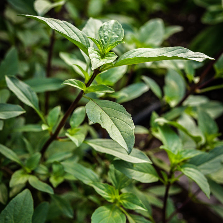 Young Thai Sweet Basil plants growing in the greenhouse at Baker Creek.