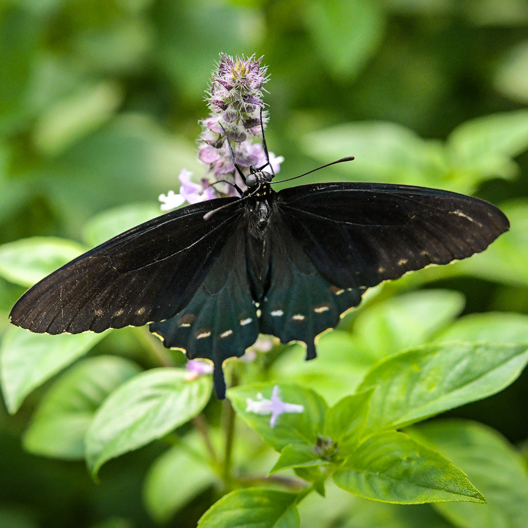 A butterfly on a Thai Sweet Basil bloom with leaves in the background..