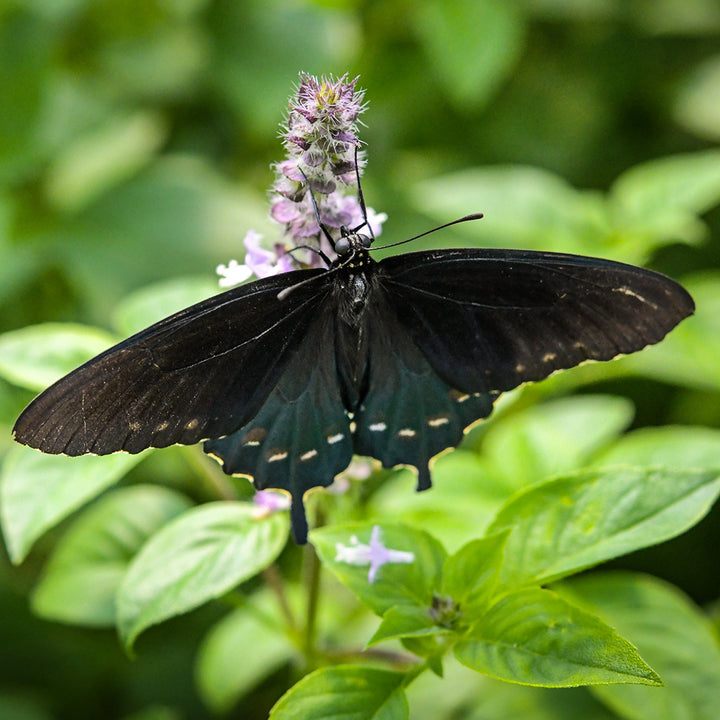 A butterfly on a Thai Sweet Basil bloom with leaves in the background..
