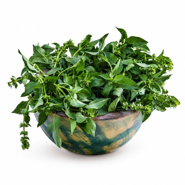 Akoko Mesa Basil in a green striped African wooden bowl on white background.