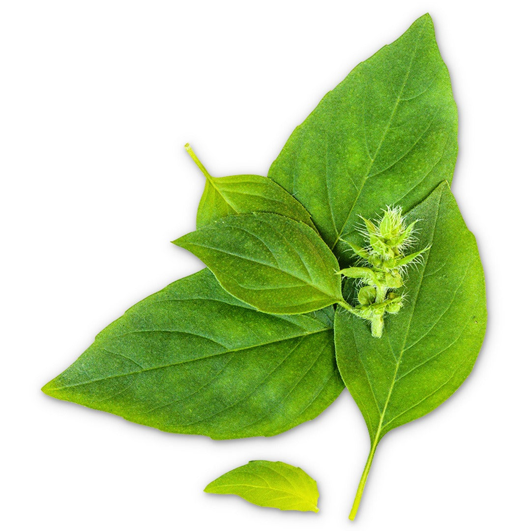 Basil Chinese Sweet leaves on a white background.