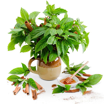 Basil Seeds, Cinnamon