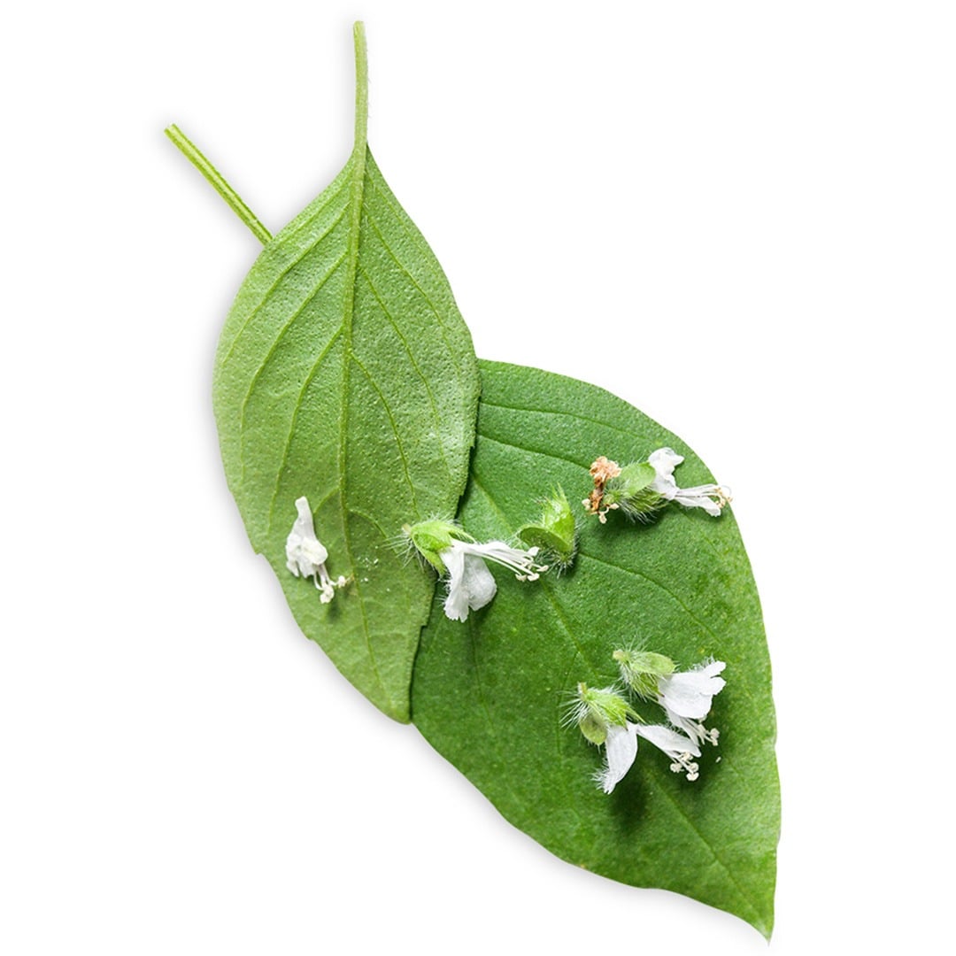 Basil Lemon leaves with small white flowers on a white background