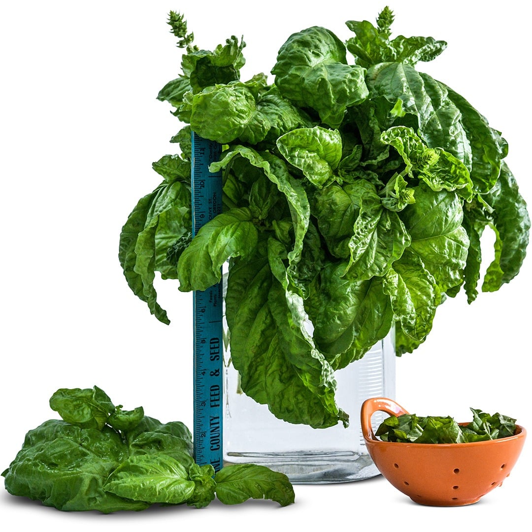 Lettuce Leaf Basil in a large vase with a ruler and a bowl of cut leaves on a white background.