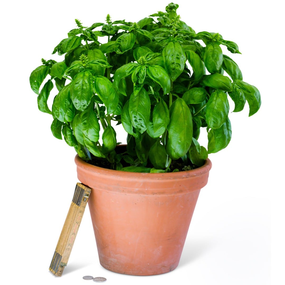 Mammolo Basil growing in a terra cotta pot on a white background.
