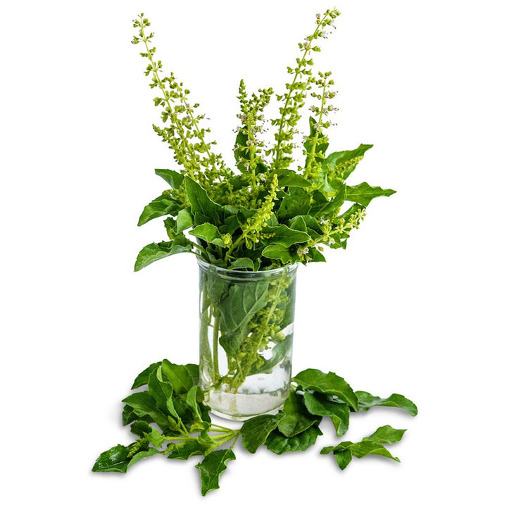 Thai Holy Kaprao Basil arranged in a glass jar with foliage on a white background.