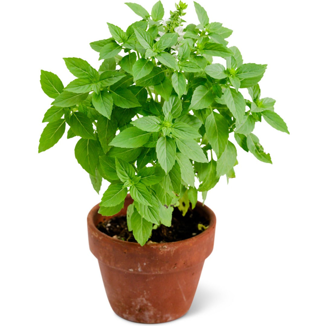Spice Boys Globe Basil in a terra cotta pot on a white background.