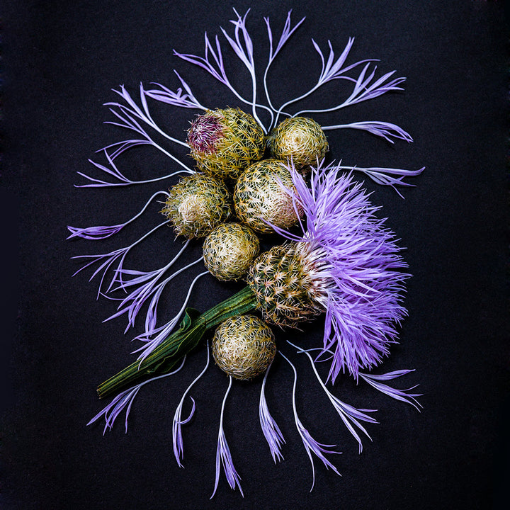 Pink Basketflower with buds and petals on a black background.