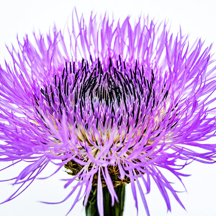 A side view close-up of a single Pink Basketflower against a bright white background.