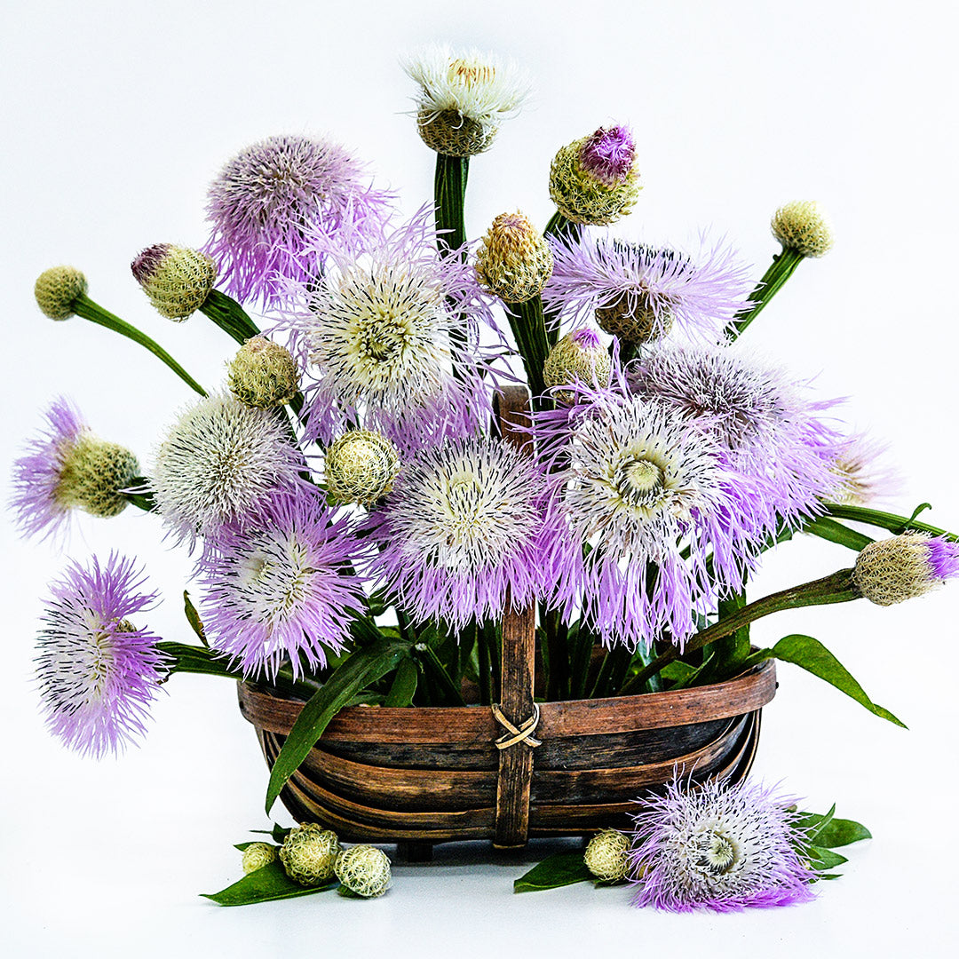 An arrangement of Pink Basketflowers in a basket on a white background.