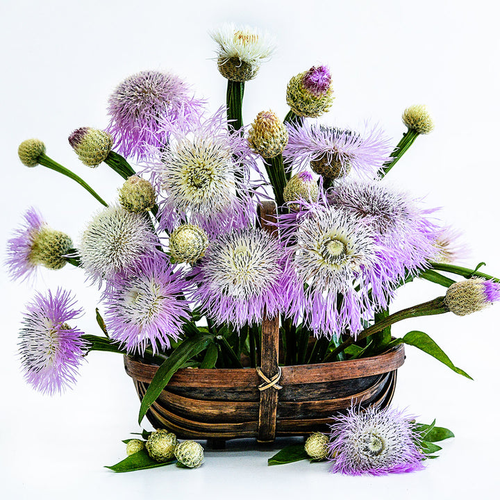 An arrangement of Pink Basketflowers in a basket on a white background.