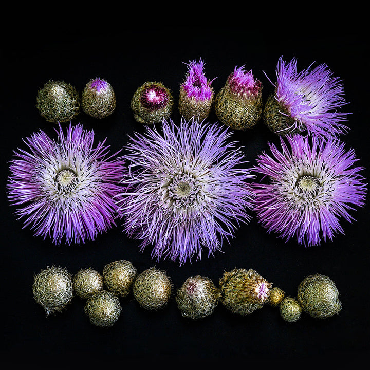 Pink Basketflowers arranged on black background in various stages of maturity.