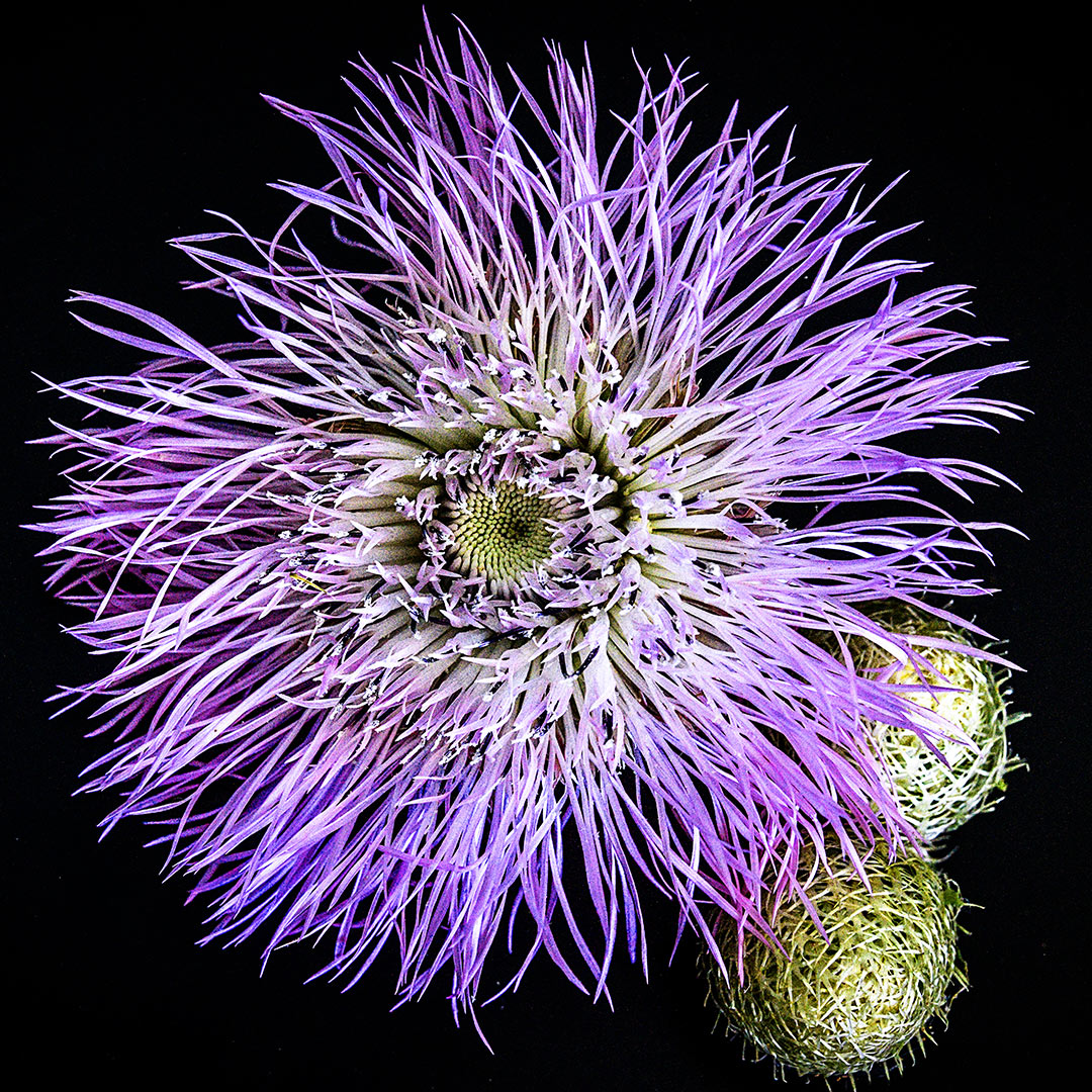 A single Pink Basketflower bloom on a black background.