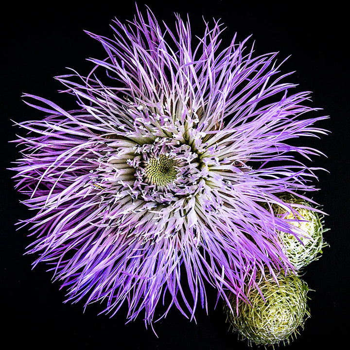 A single Pink Basketflower bloom on a black background.