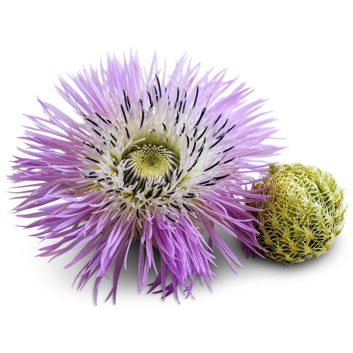 A single Pink Basketflower with a bud on a white background.