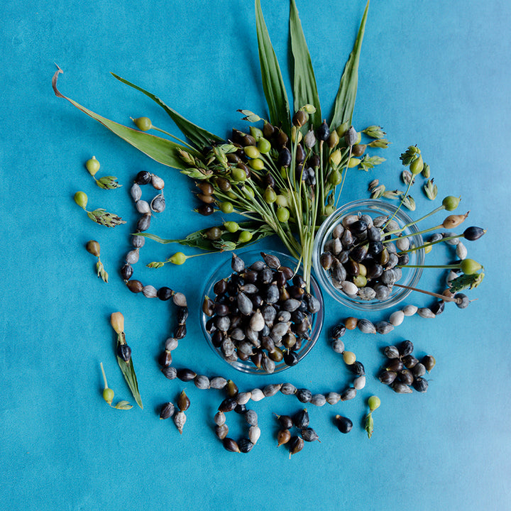 Job's Tears beads with plants and necklace on a blue background.