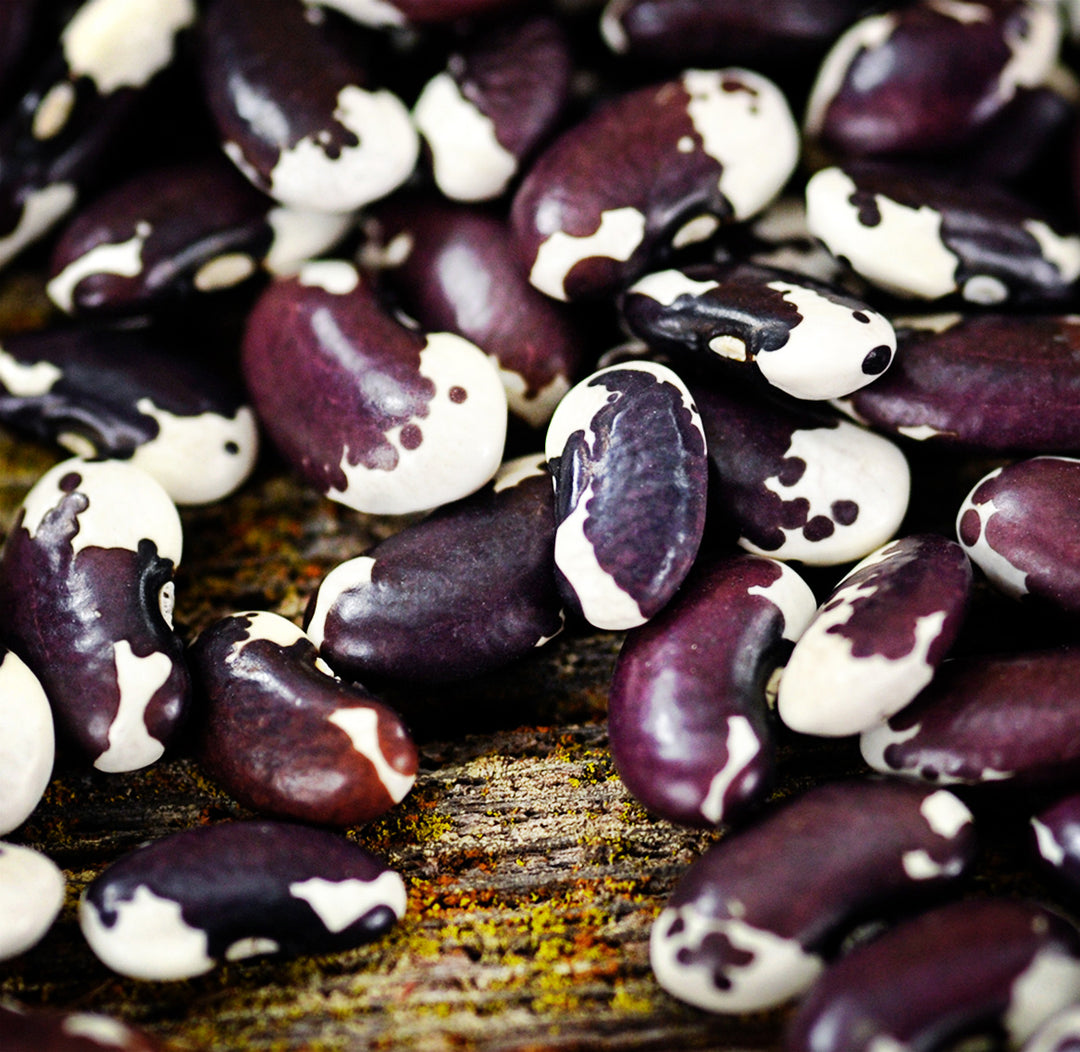 A close-up view of dried 1500 Year Old Cave Beans on weathered wood.