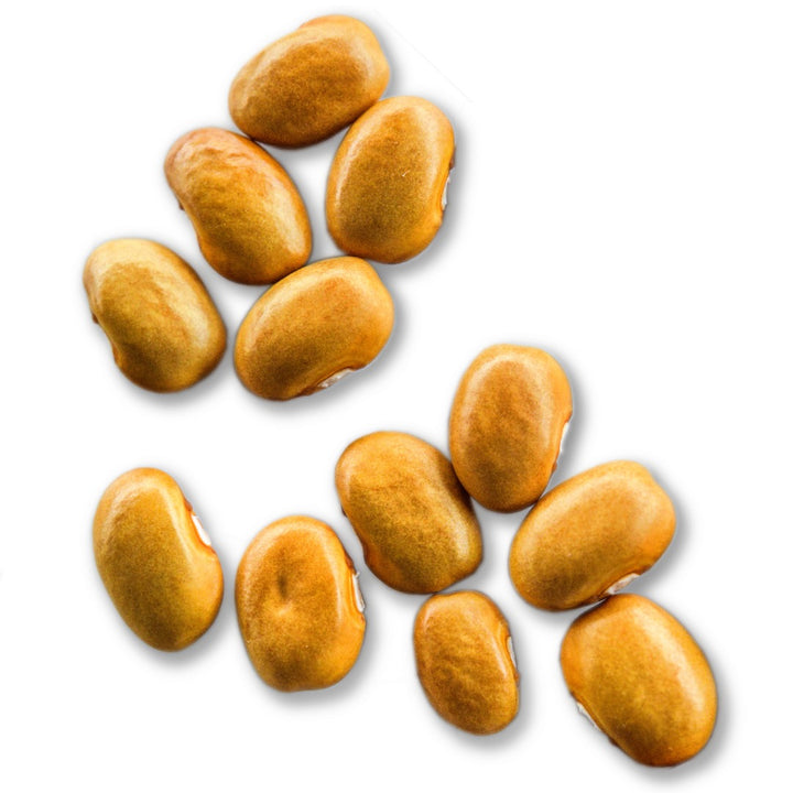 Dried Adventist Pole Beans scattered on a white background.