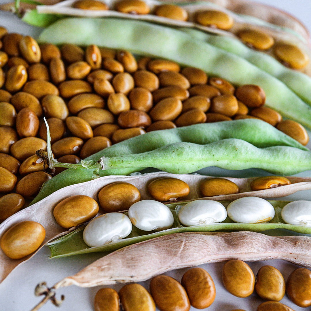 Adventist Pole Beans at various stages of maturity from pods to dried beans.